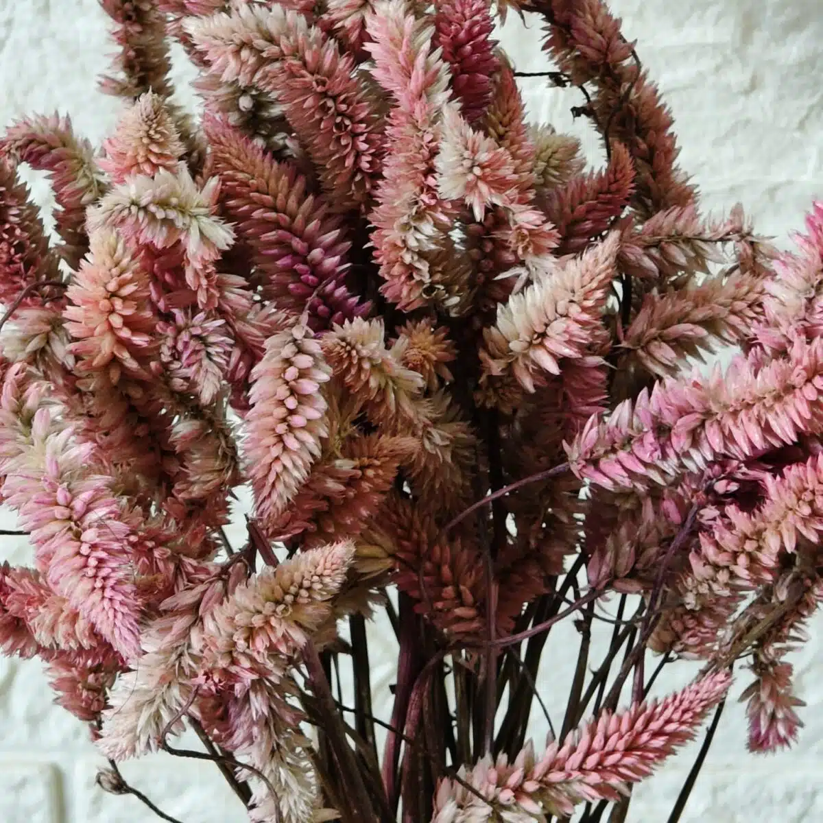 Dried Celosia Flowers, Flamingo Feather - Image 7