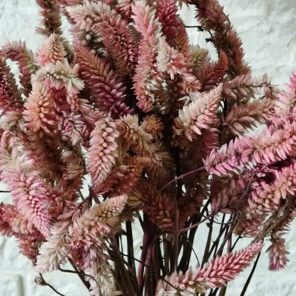 Dried Celosia Flowers, Flamingo Feather - Image 7