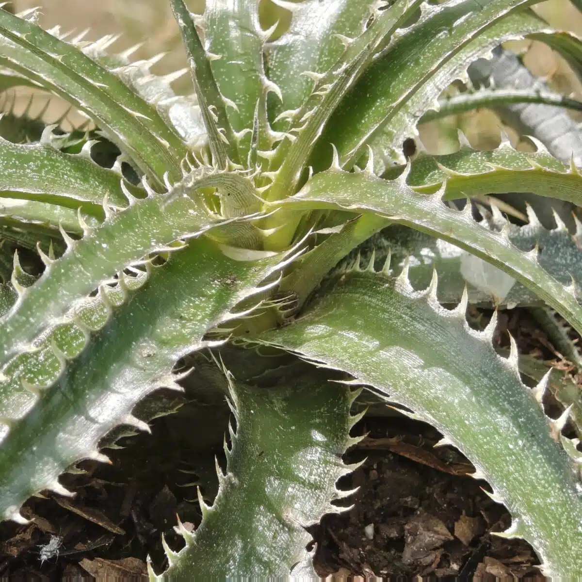 Dyckia - Image 8