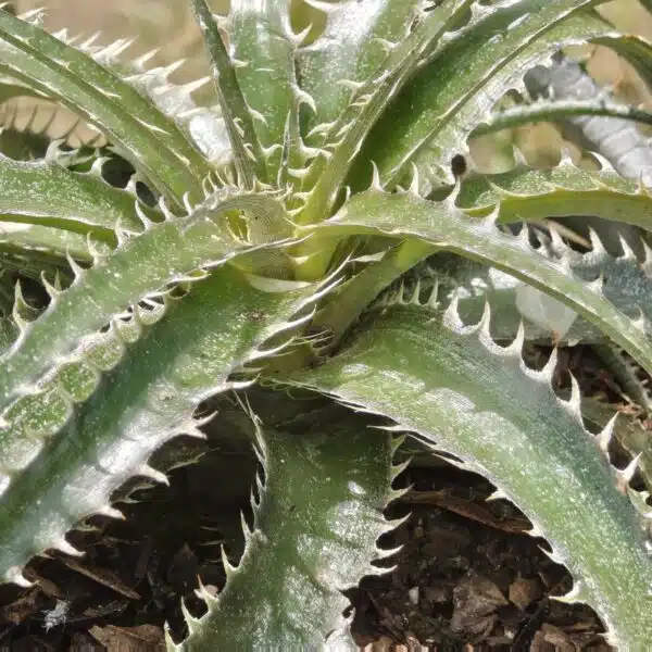 Dyckia - Image 8