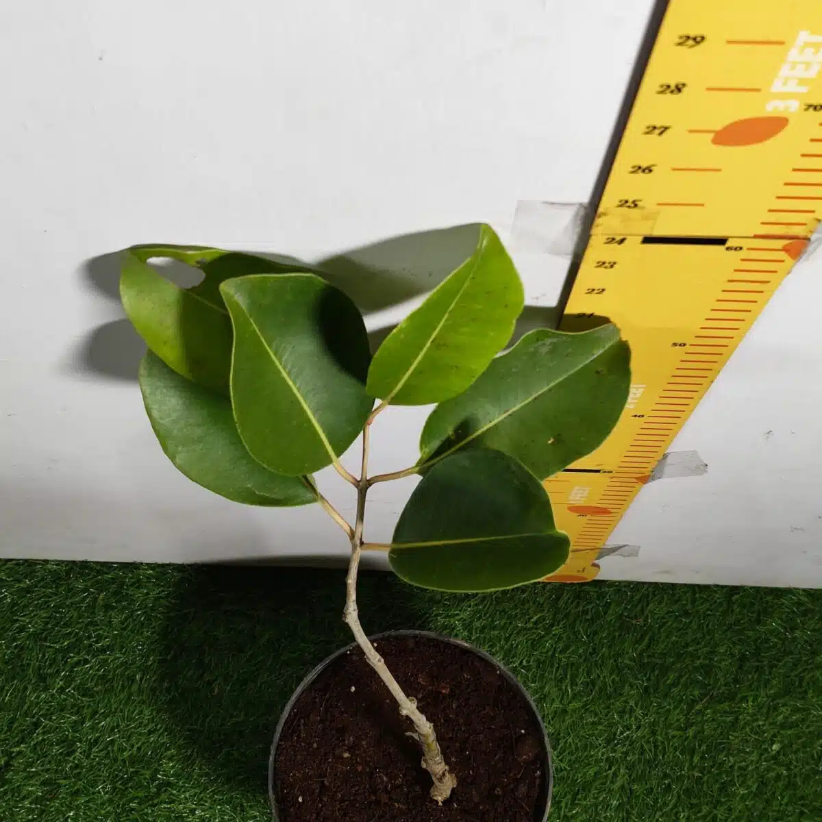 White Jamun (Syzygium cumini) Grafted Fruit Plant - Image 10