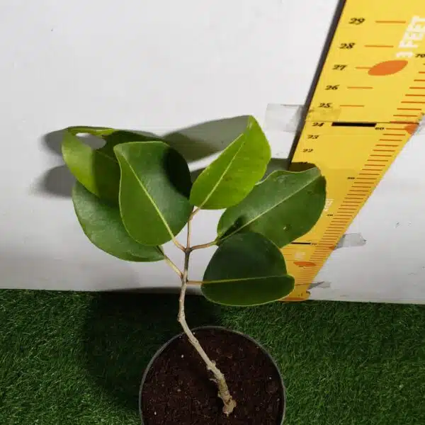 White Jamun (Syzygium cumini) Grafted Fruit Plant - Image 10