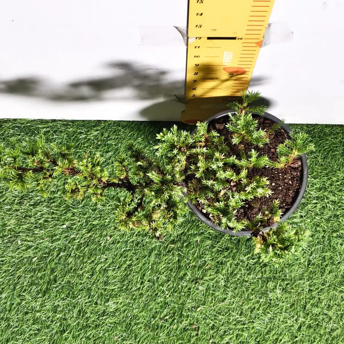 Juniperus Prostrata (Juniper Horizontalis) - Image 16