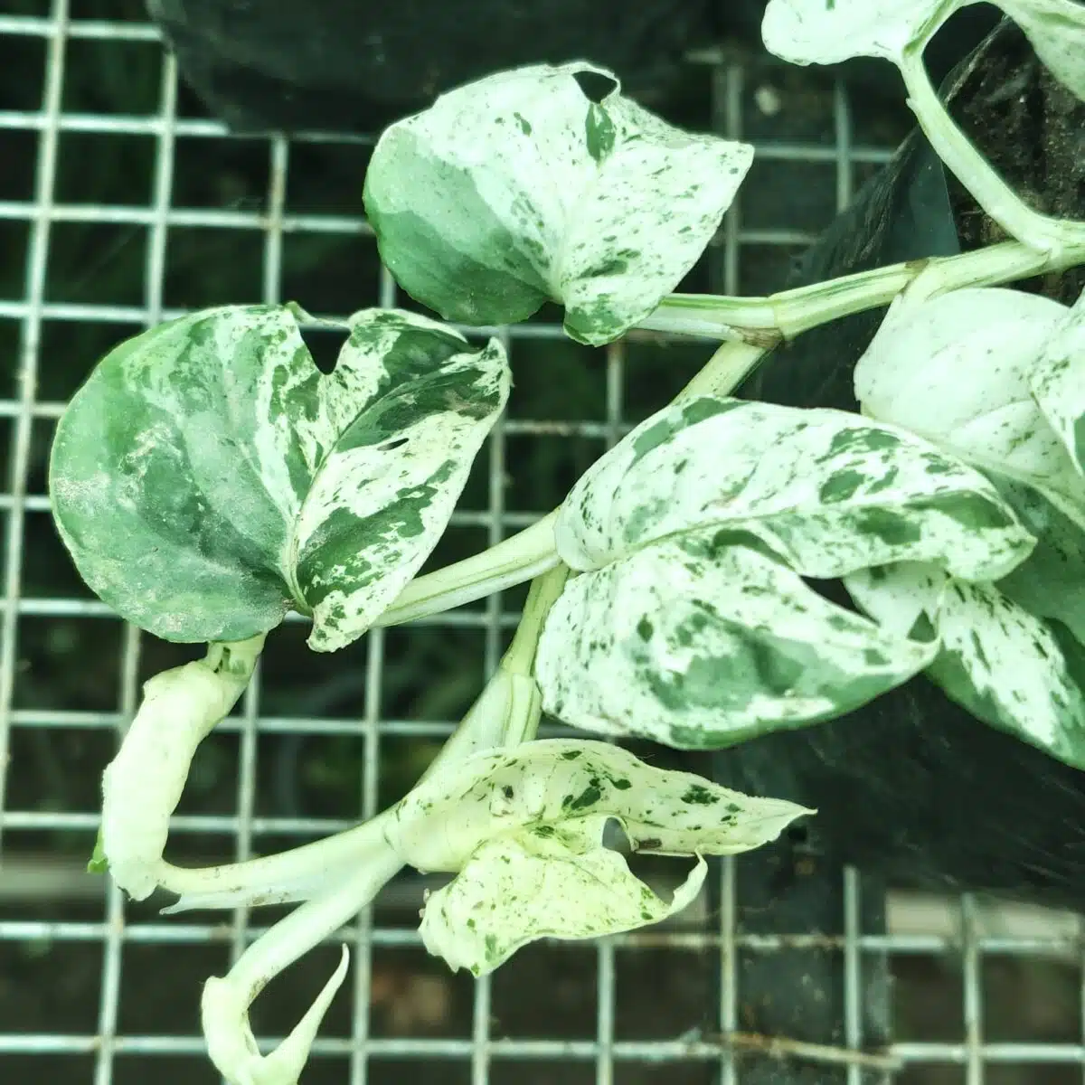 Epipremnum pinnatum marble variegated - Image 3