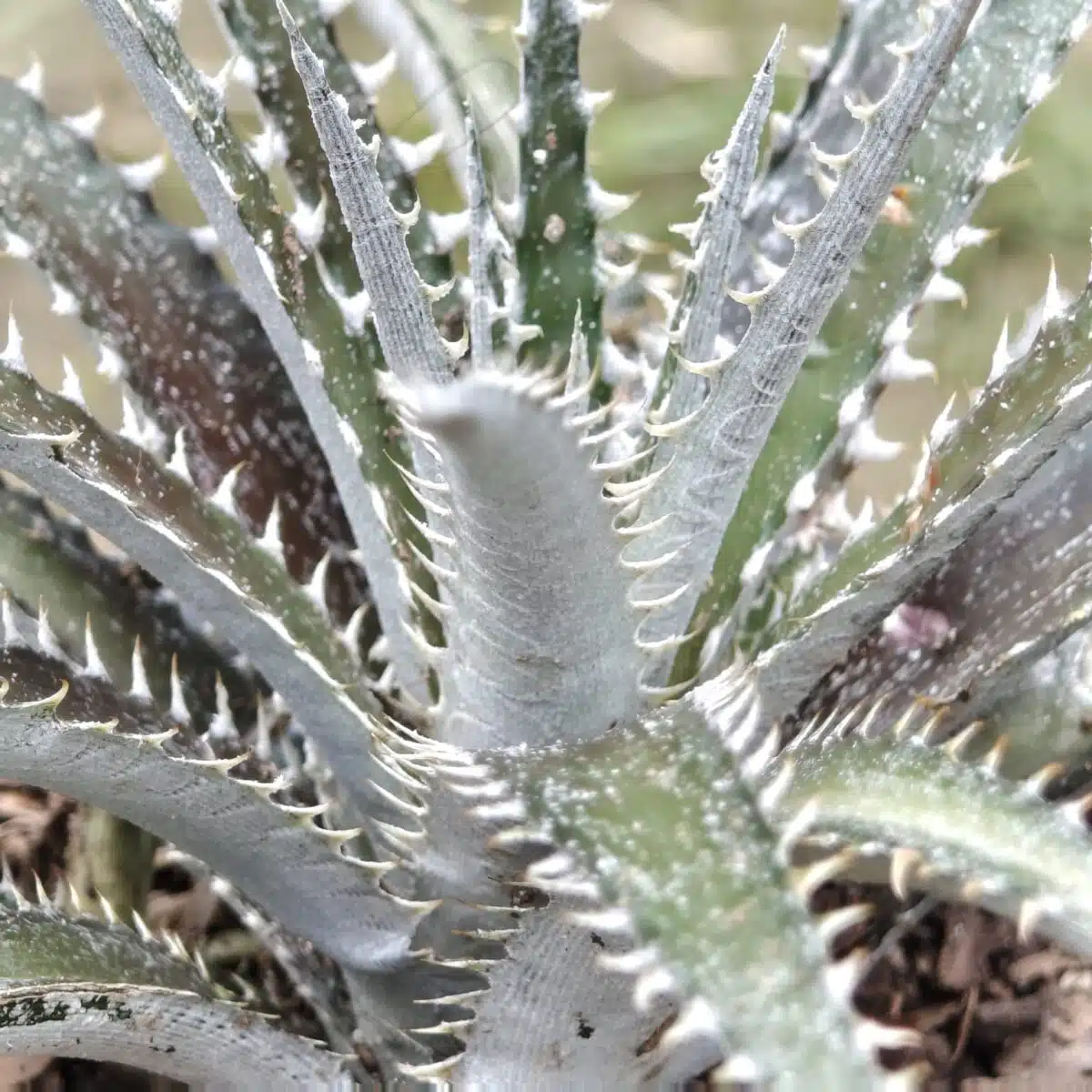 Dyckia - Image 7