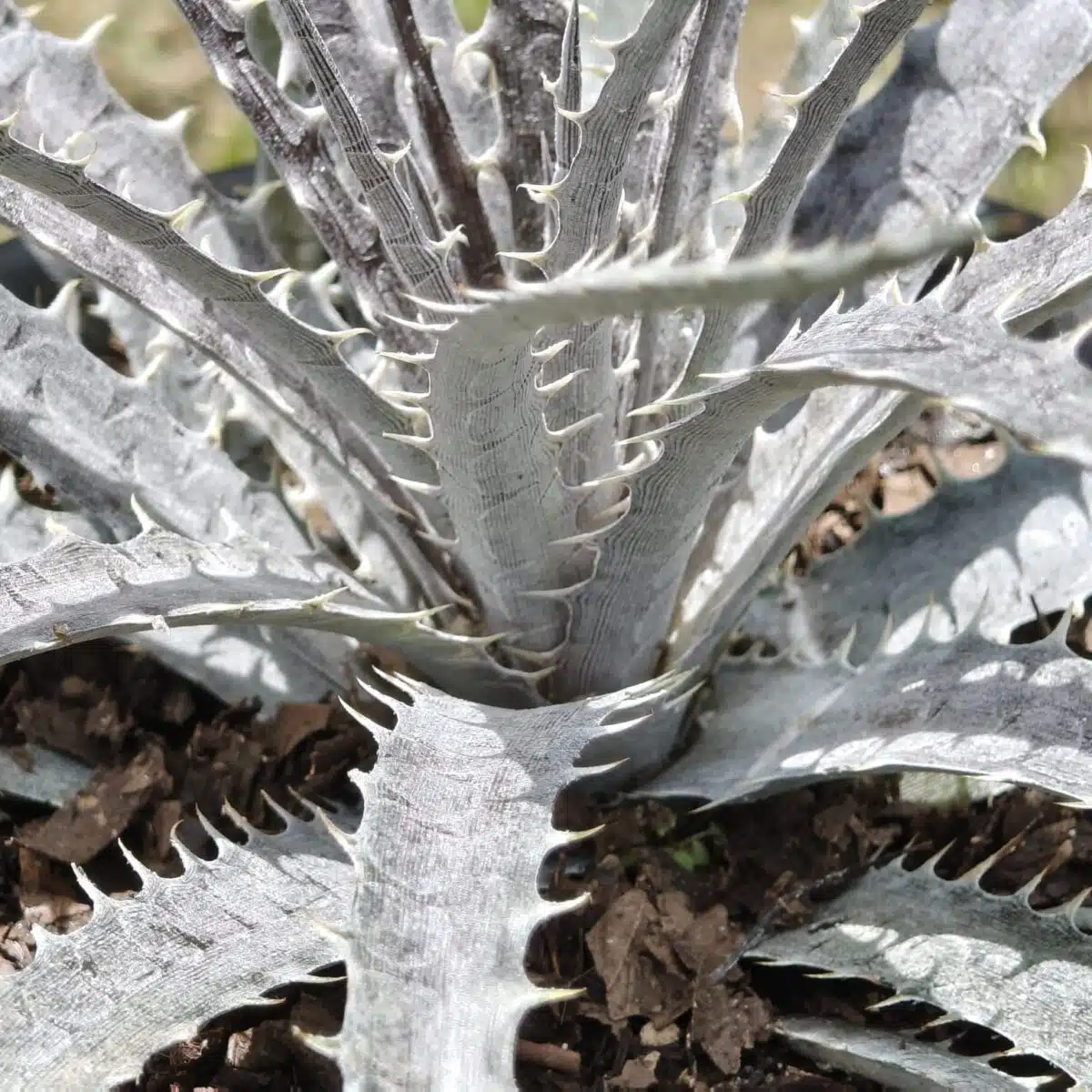 Dyckia - Image 7