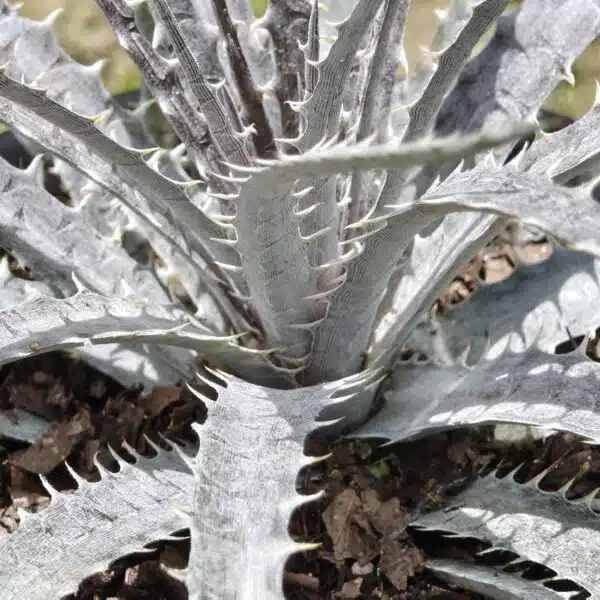 Dyckia - Image 7