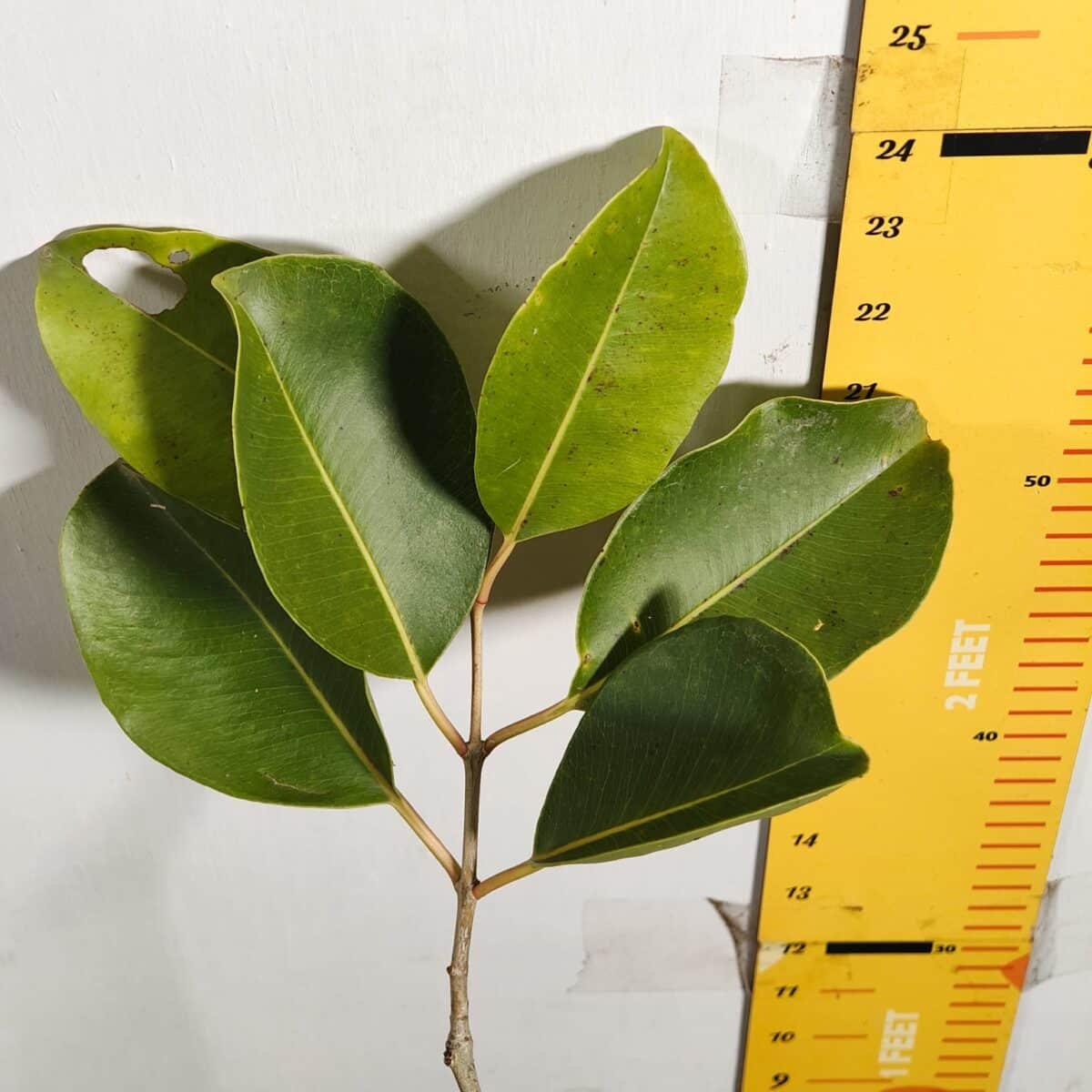 White Jamun (Syzygium cumini) Grafted Fruit Plant - Image 5