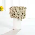 Dried Wild Daisy Preserved Natural Flowers