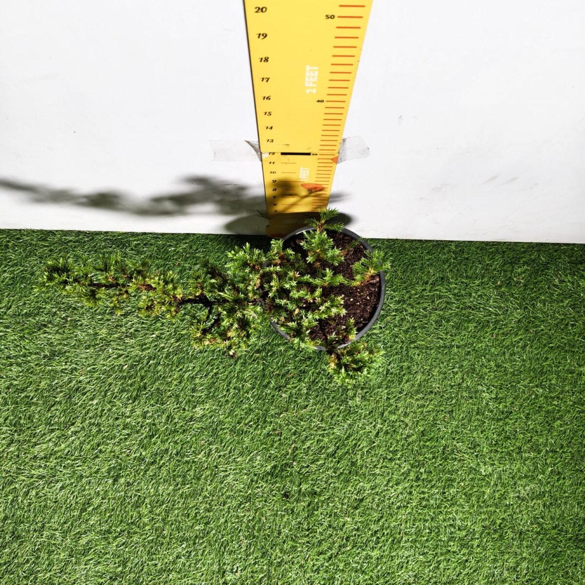 Juniperus Prostrata (Juniper Horizontalis) - Image 14
