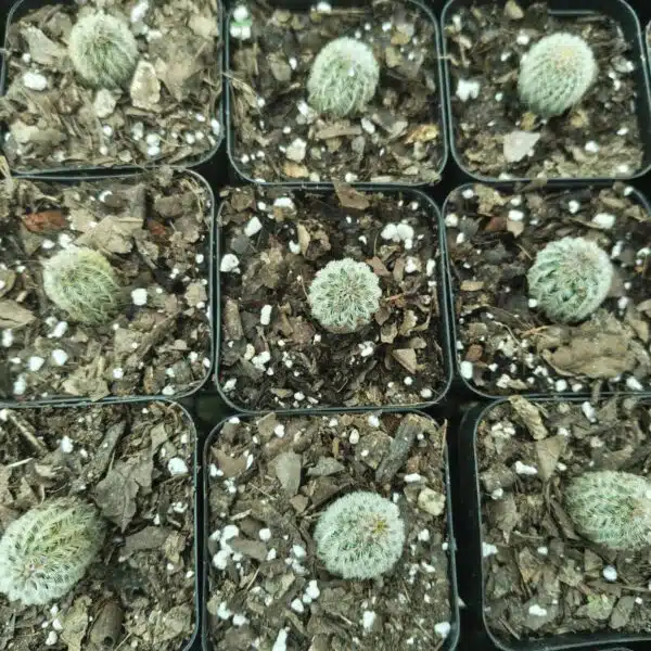 Arizona rainbow cactus (Echinocereus rigidissimus) - Image 7