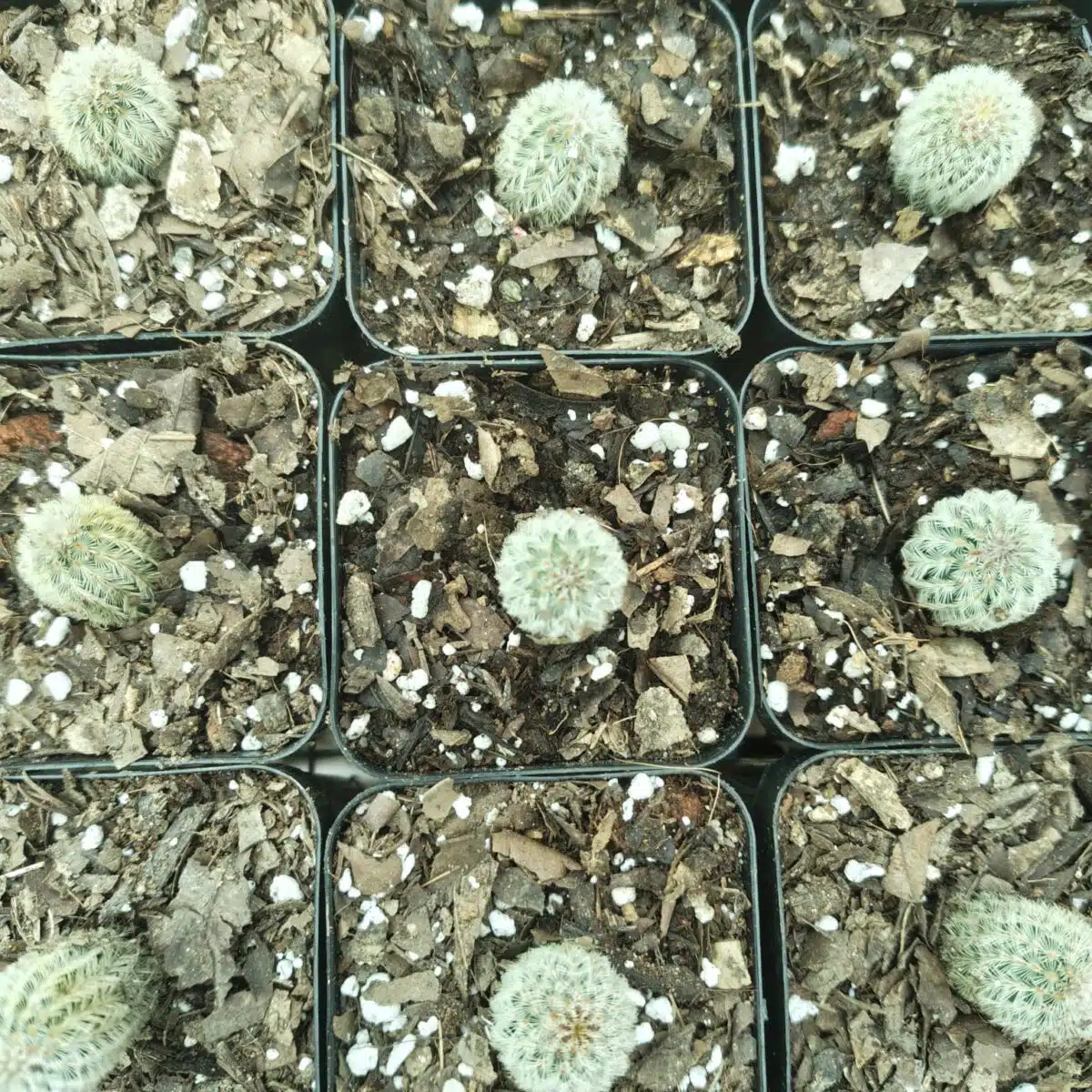 Arizona rainbow cactus (Echinocereus rigidissimus) - Image 8