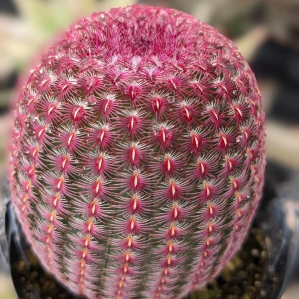 Arizona rainbow cactus (Echinocereus rigidissimus) - Image 2