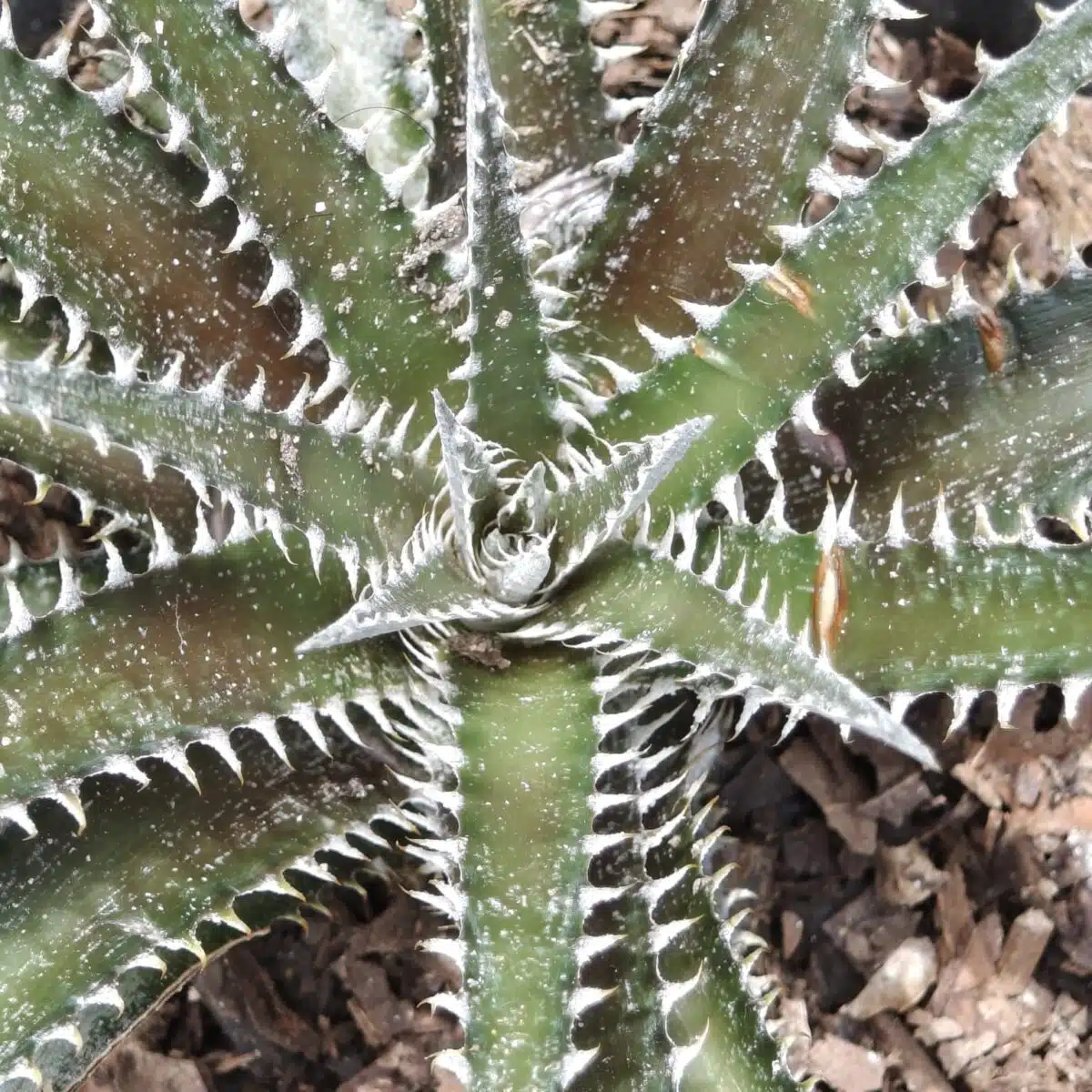 Dyckia - Image 6