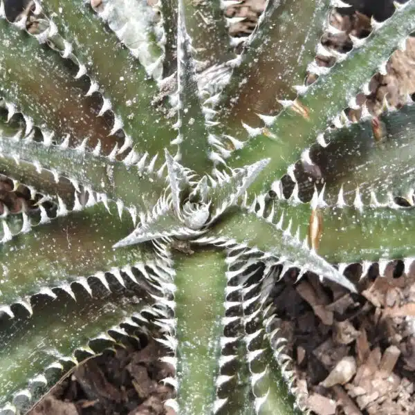 Dyckia - Image 6