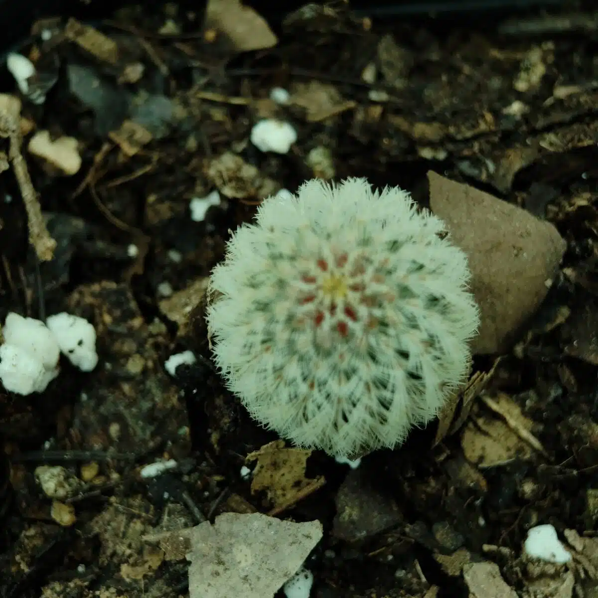 Arizona rainbow cactus (Echinocereus rigidissimus) - Image 3