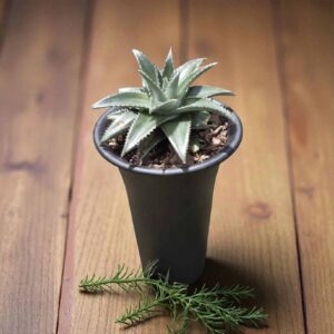 Dyckia