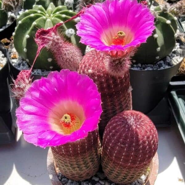 Arizona rainbow cactus (Echinocereus rigidissimus) - Image 6