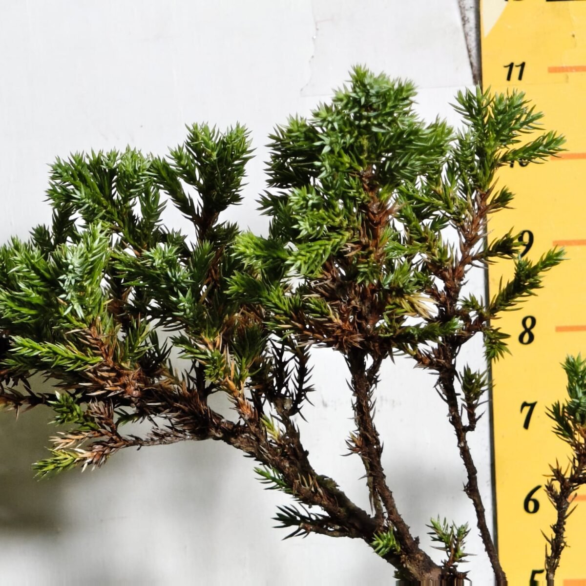 Juniperus Prostrata (Juniper Horizontalis) - Image 26