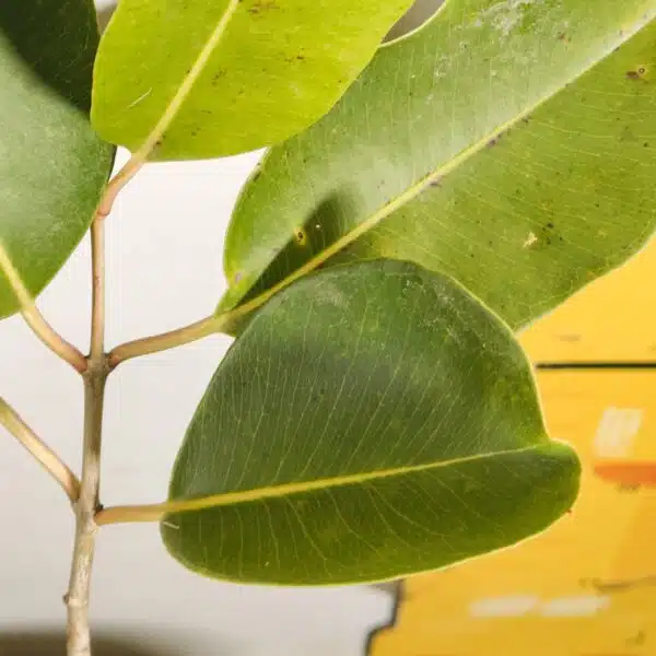 White Jamun (Syzygium cumini) Grafted Fruit Plant - Image 6