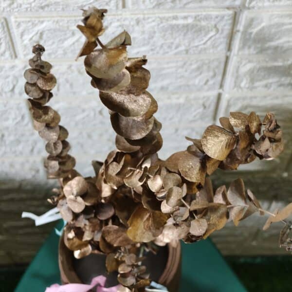 Naturally Dried Eucalypyus Stems (Gold Spray) - Set Of Five Stem - Image 6