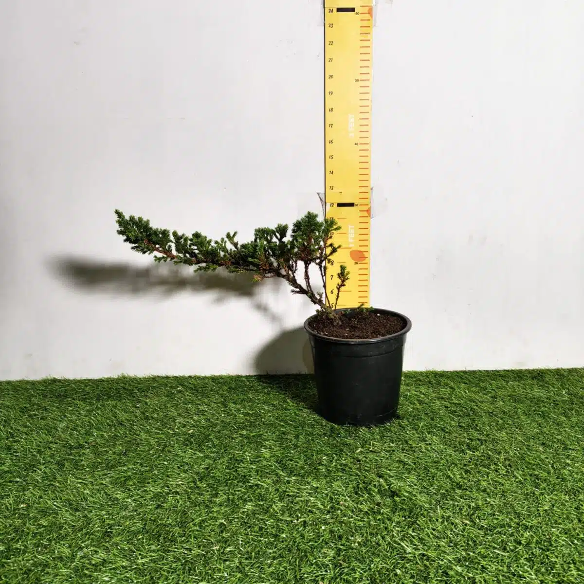 Juniperus Prostrata (Juniper Horizontalis) - Image 21