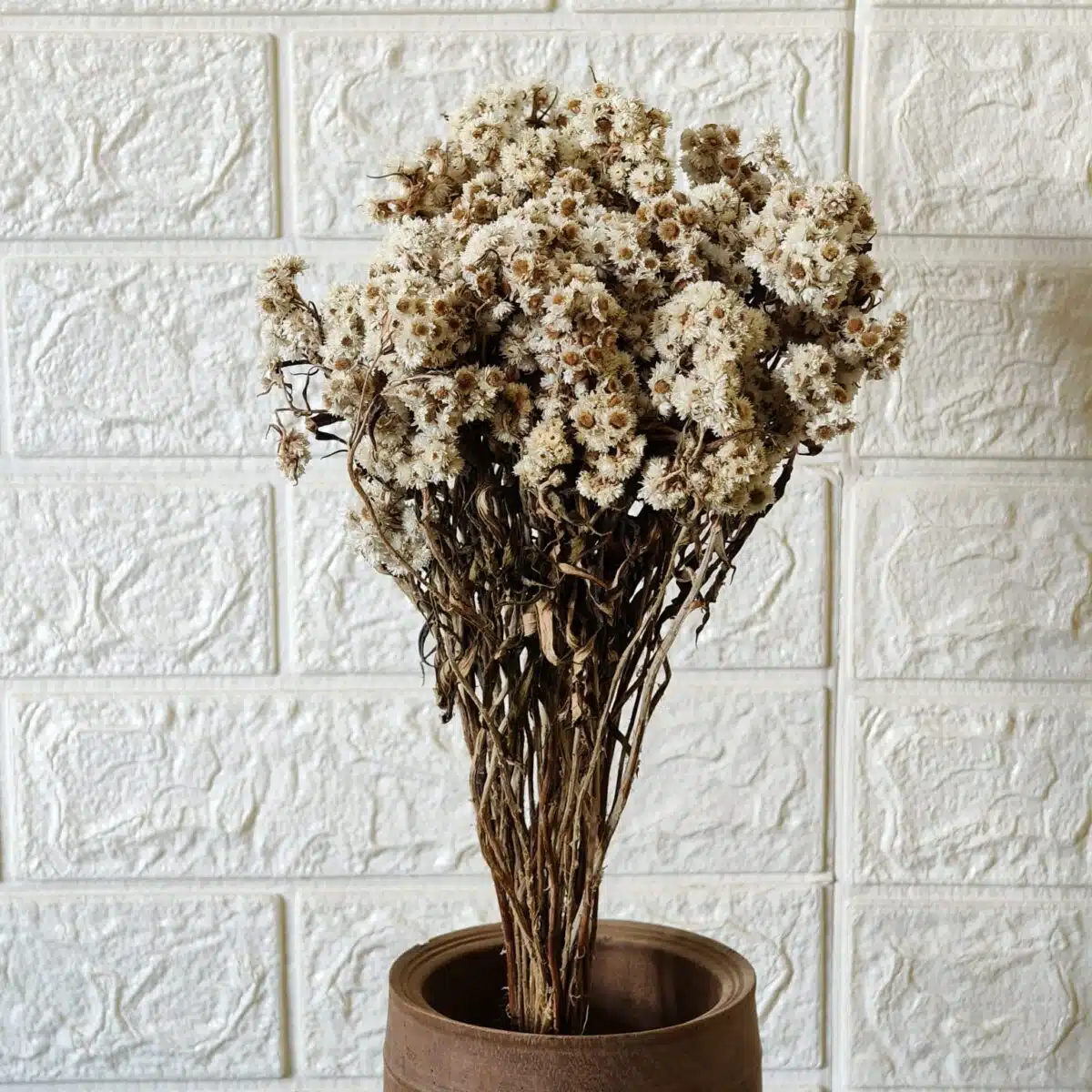 Dried Wild Daisy Preserved Natural Flowers - Image 9