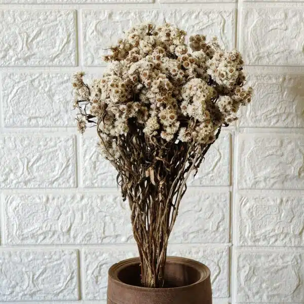 Dried Wild Daisy Preserved Natural Flowers - Image 9