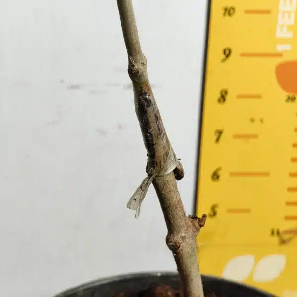 White Jamun (Syzygium cumini) Grafted Fruit Plant - Image 15