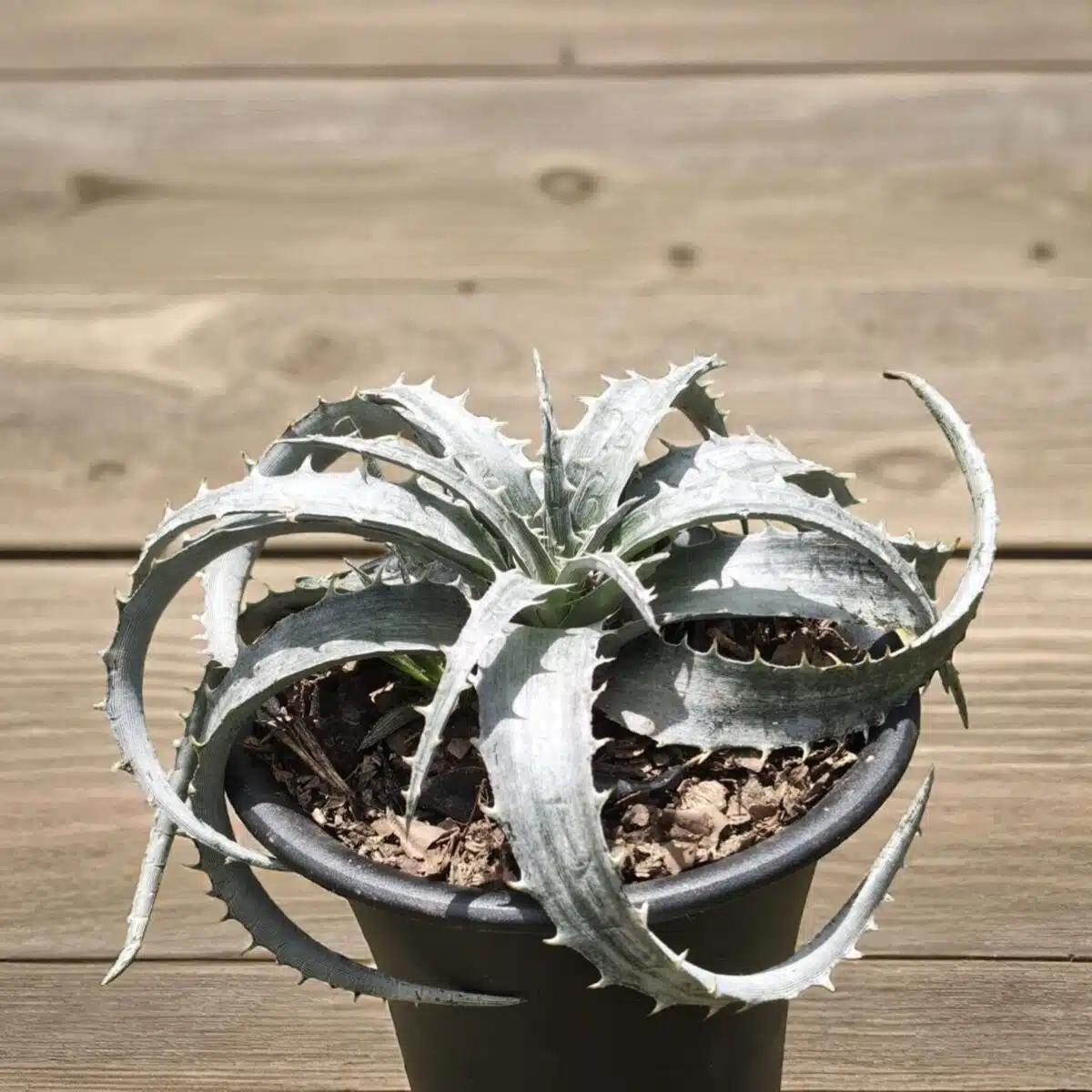 Dyckia - Image 8