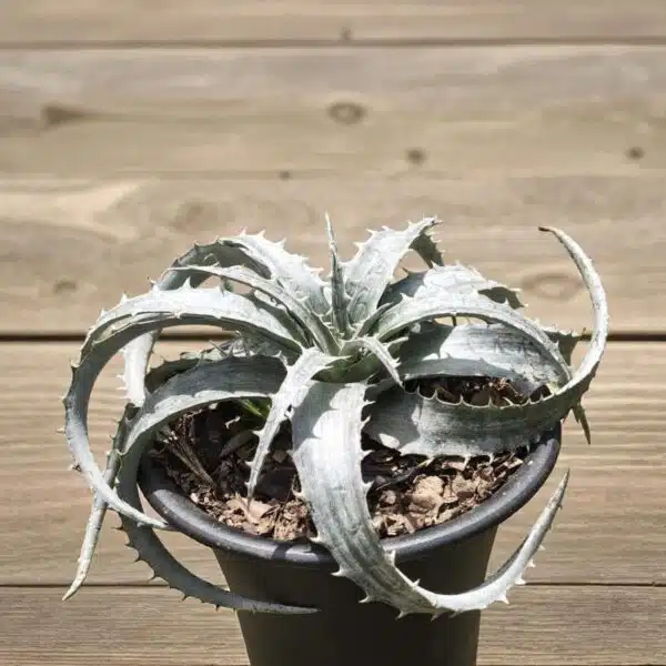 Dyckia - Image 8