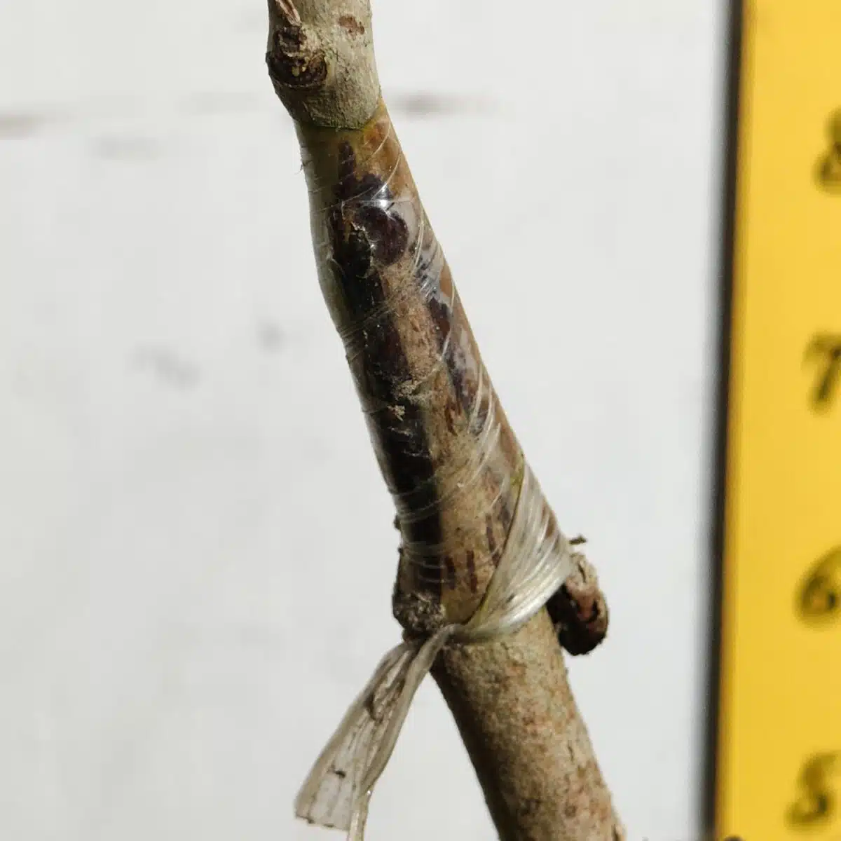 White Jamun (Syzygium cumini) Grafted Fruit Plant - Image 17