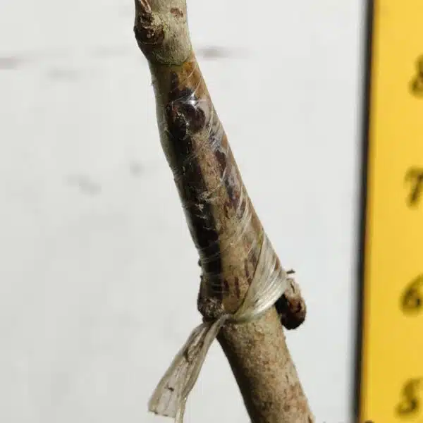 White Jamun (Syzygium cumini) Grafted Fruit Plant - Image 17