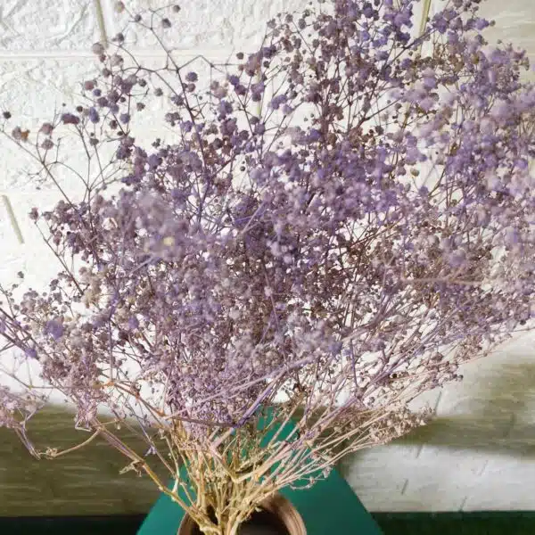 Naturally Dried Gypsophila Baby Breath Stems (Lavender) - Image 3