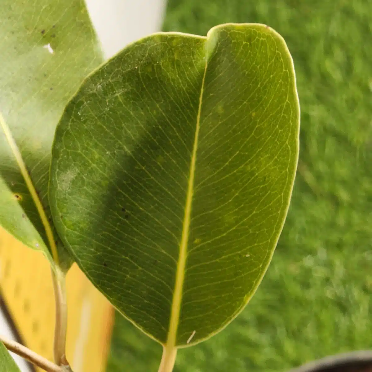White Jamun (Syzygium cumini) Grafted Fruit Plant - Image 14