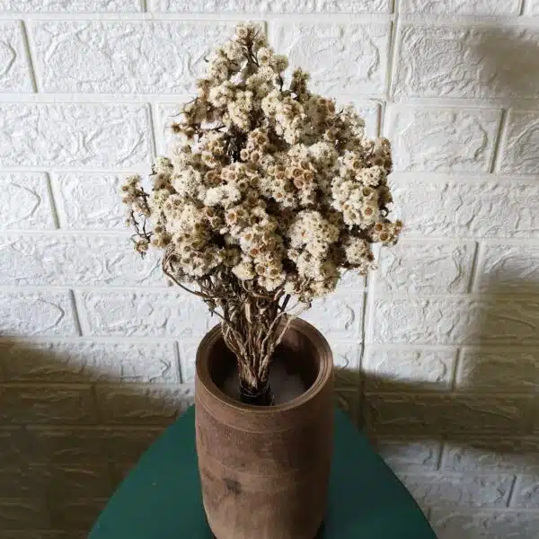 Dried Wild Daisy Preserved Natural Flowers - Image 8