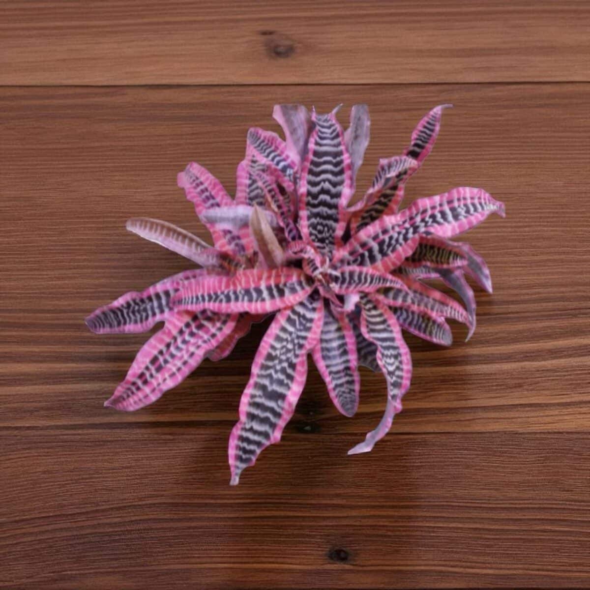 Cryptanthus zonatus ‘Elaine’ – Earth Stars - Image 1