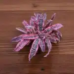 Cryptanthus zonatus ‘Elaine’ – Earth Stars