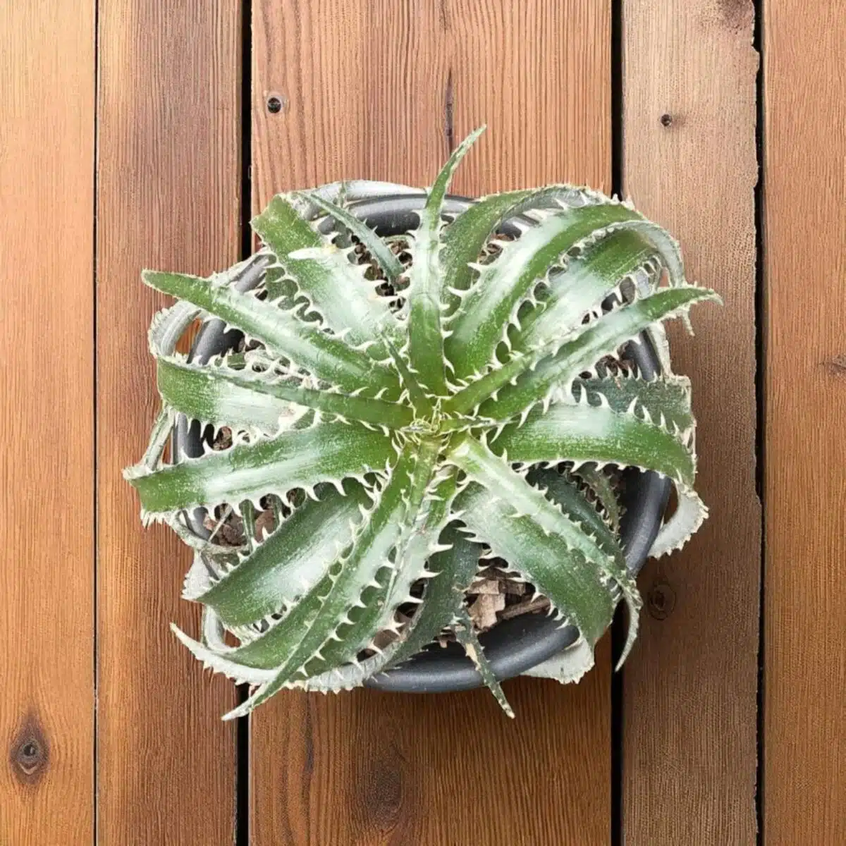 Dyckia - Image 2