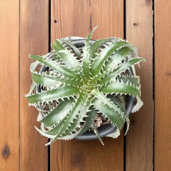 Dyckia - Image 2