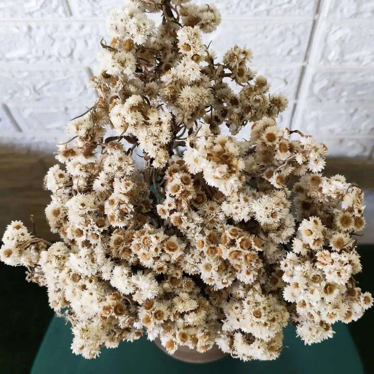 Dried Wild Daisy Preserved Natural Flowers - Image 6