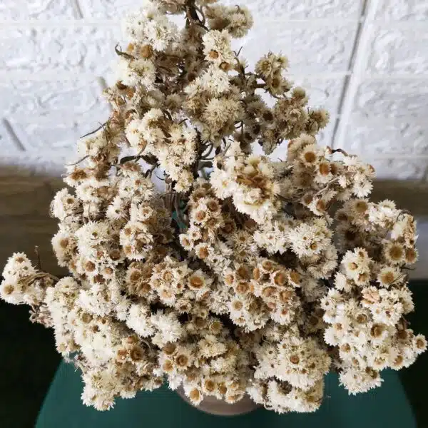 Dried Wild Daisy Preserved Natural Flowers - Image 6