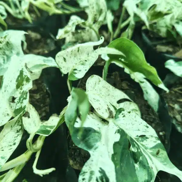 Epipremnum pinnatum marble variegated - Image 9