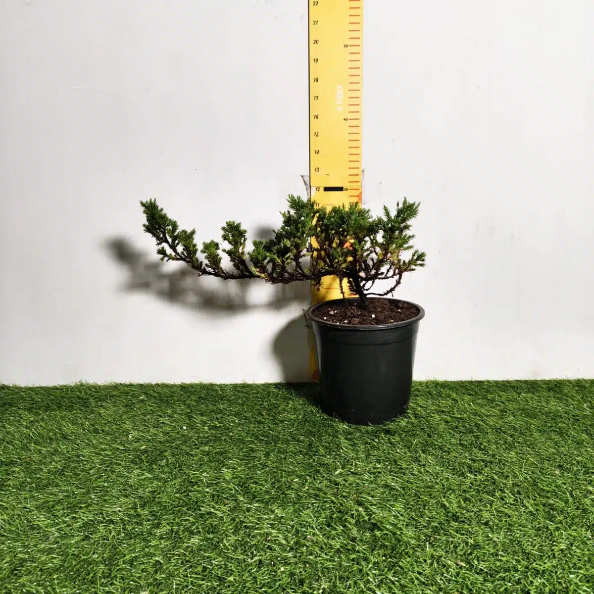 Juniperus Prostrata (Juniper Horizontalis) - Image 2