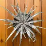 Dyckia