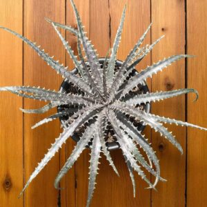 Dyckia