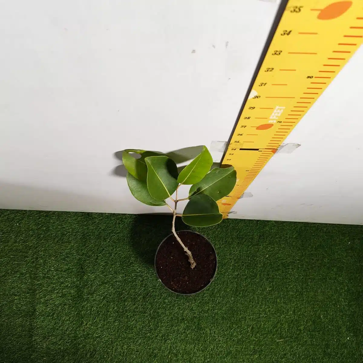 White Jamun (Syzygium cumini) Grafted Fruit Plant - Image 8