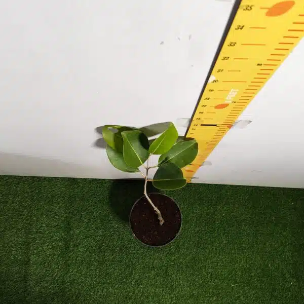 White Jamun (Syzygium cumini) Grafted Fruit Plant - Image 8