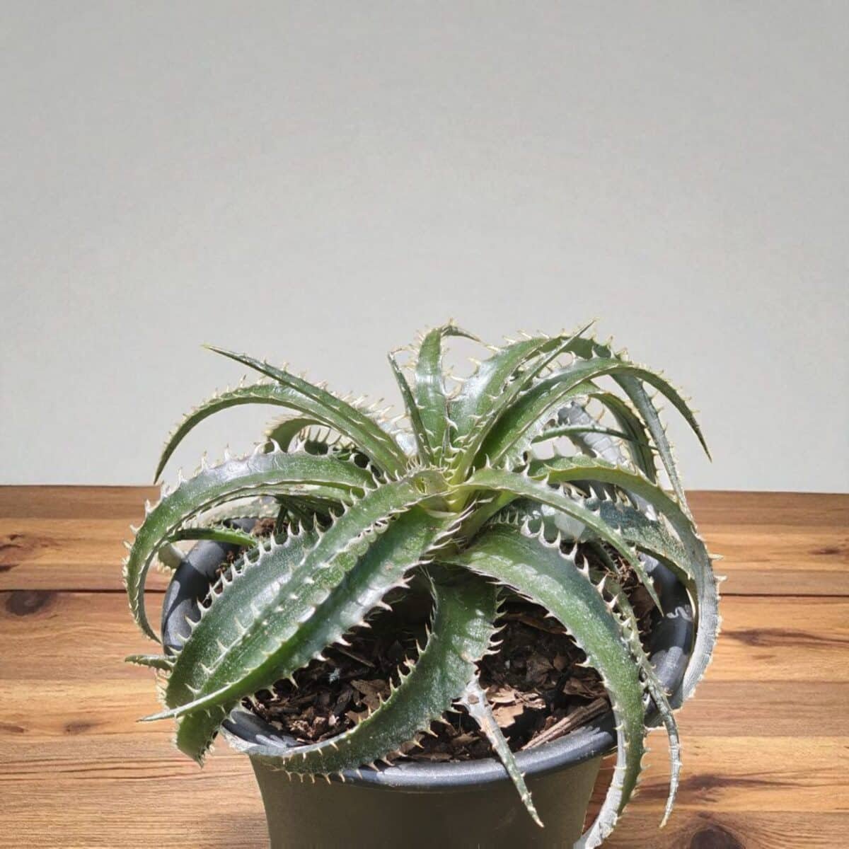 Dyckia - Image 4