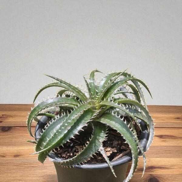 Dyckia - Image 4